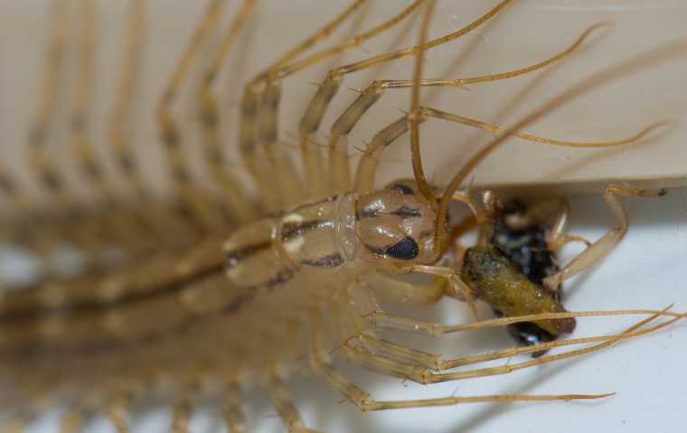 Effective Ways to Manage House Centipede Diet and Keep Your Home Safe in 2025