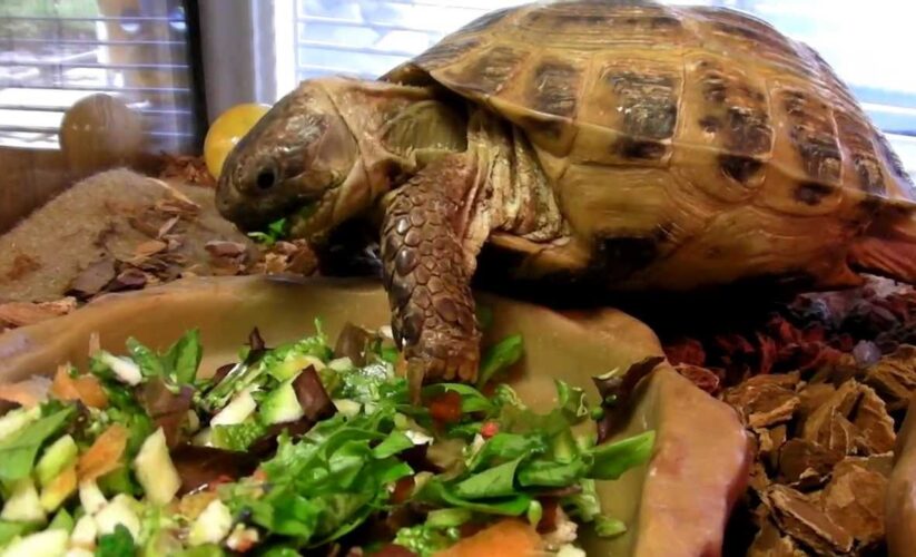 Essential Guide to Russian Tortoise Diet for Optimal Health in 2025