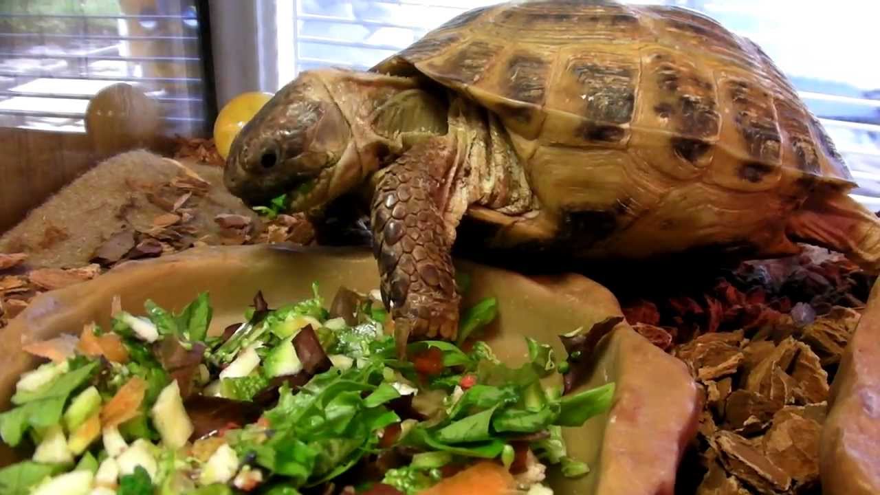 Essential Guide to Russian Tortoise Diet for Optimal Health in 2025