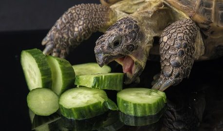 Russian Tortoise Eating