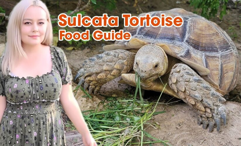 Essential Guide to Sulcata Tortoise Diet: Latest Tips for Healthy Growth in 2025