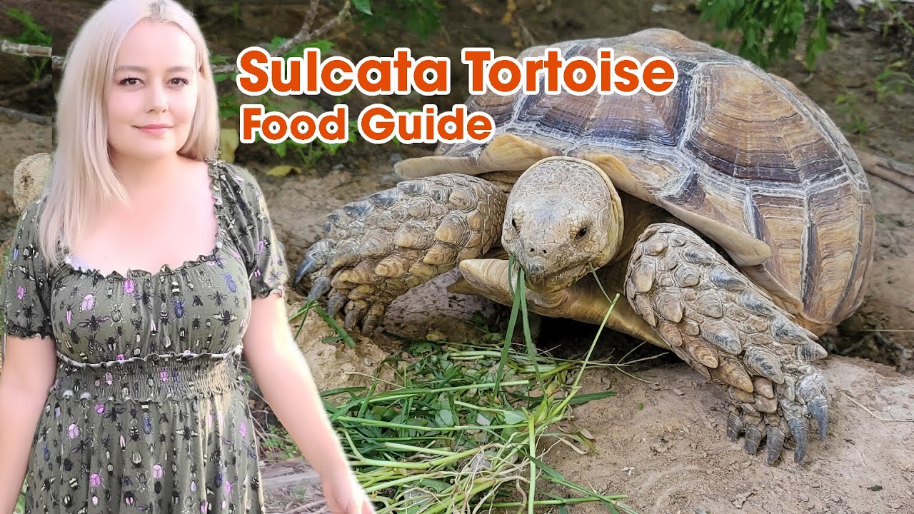 Essential Guide to Sulcata Tortoise Diet: Latest Tips for Healthy Growth in 2025