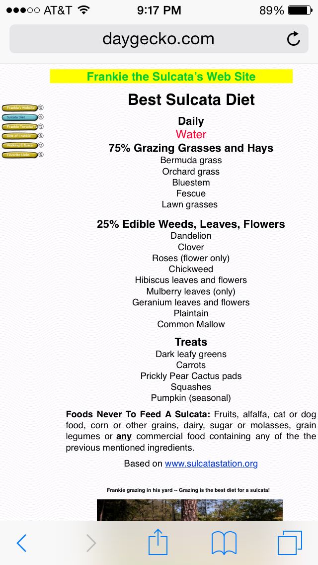 Sulcata Tortoise Diet