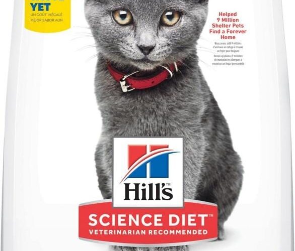 Best 5 Science Diet Kitten Food Options for Optimal Growth in 2025