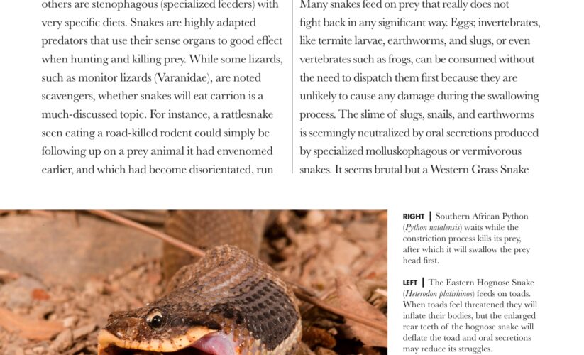 Smart Ways to Enhance Your Hognose Snake Diet for 2025: Explore the Essentials!