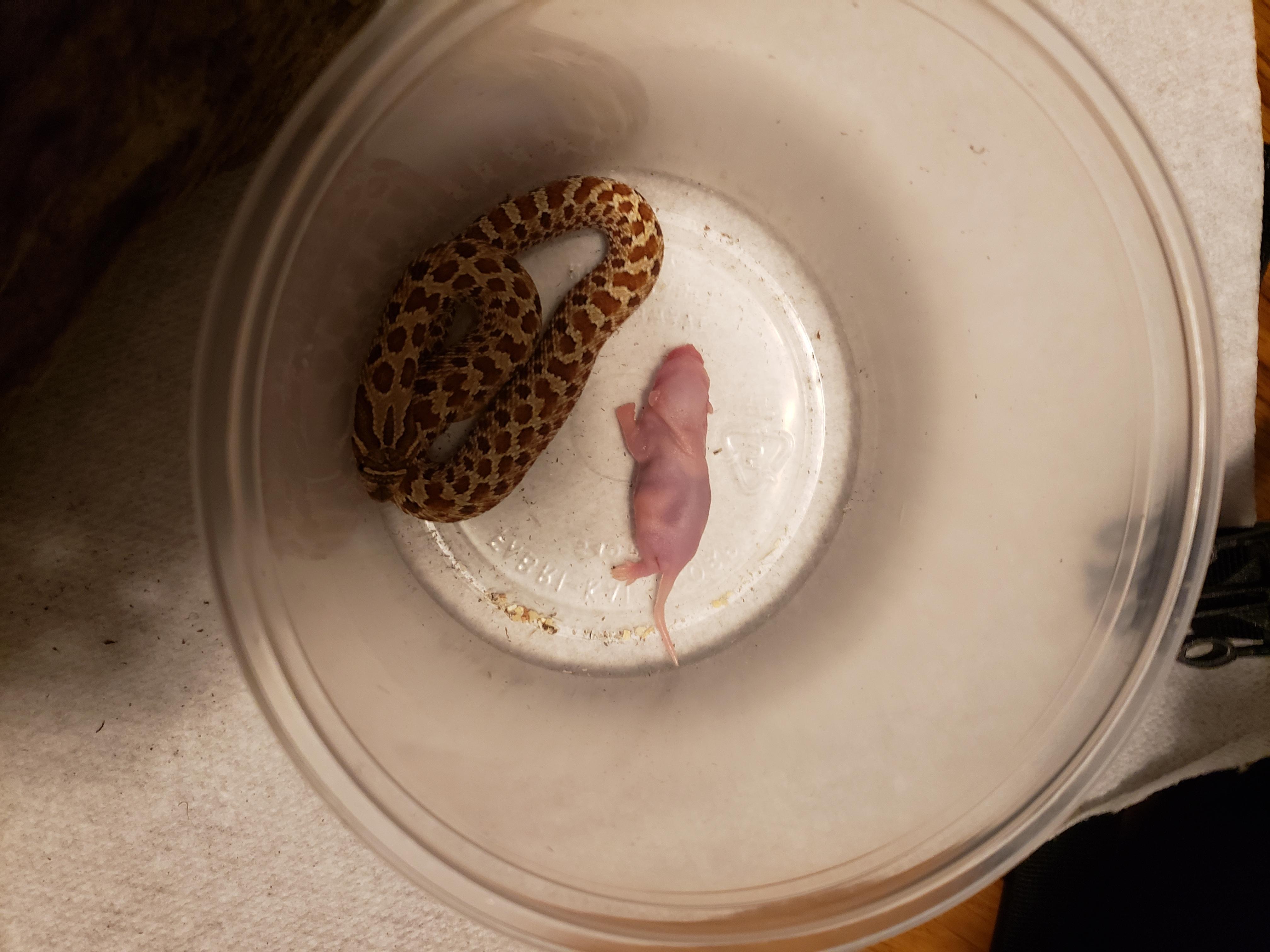 Hognose Snake Diet