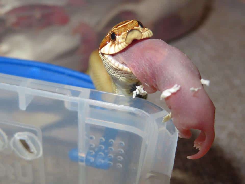 Feeding Hognose Snake