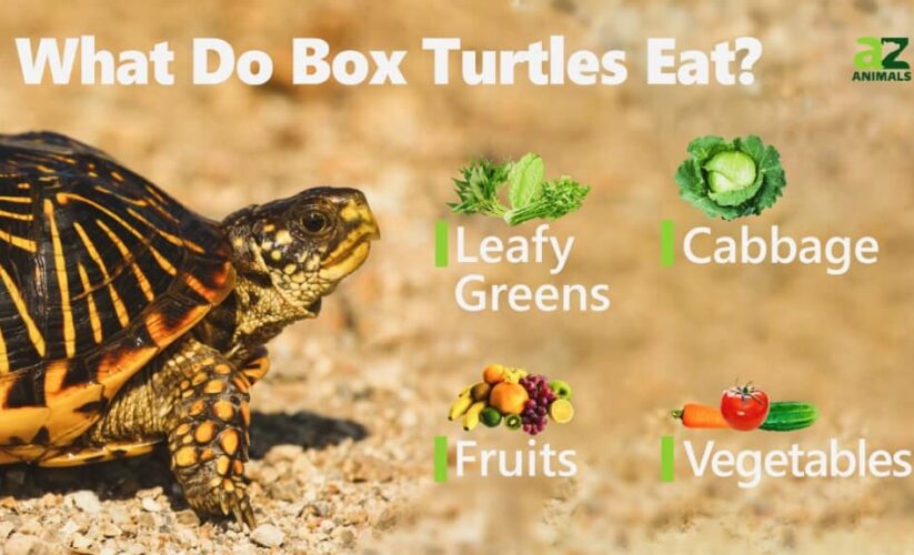 Ultimate Guide to Eastern Box Turtle Diet: Top 7 Foods for Optimal Health in 2025