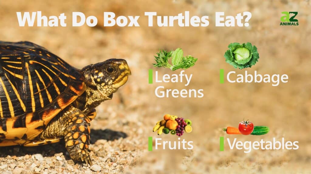 Ultimate Guide to Eastern Box Turtle Diet: Top 7 Foods for Optimal Health in 2025