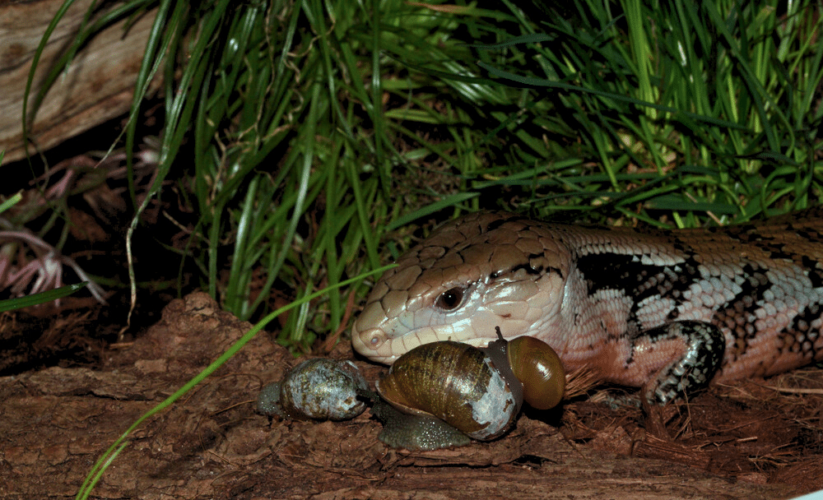 Effective Ways to Optimize Blue Tongue Skink Diet for Better Health in 2025