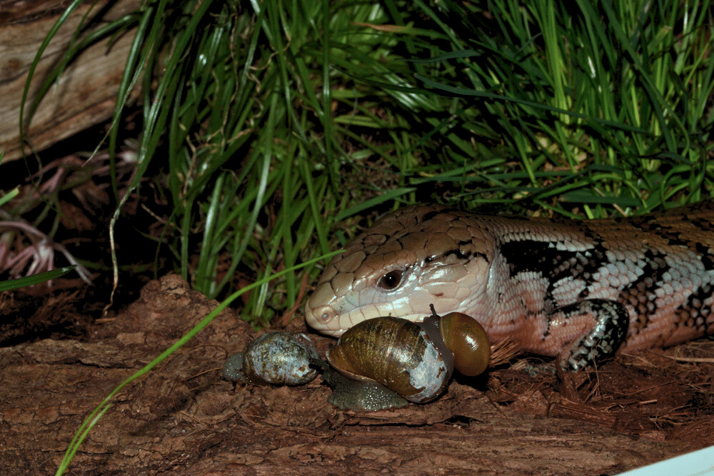 Effective Ways to Optimize Blue Tongue Skink Diet for Better Health in 2025