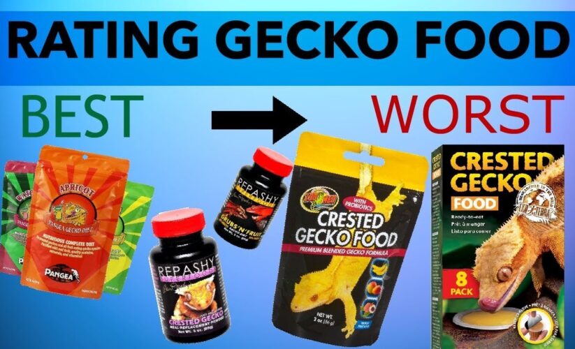 Effective Way to Enhance Your Crested Gecko Diet in 2025: Get Started for a Healthier Pet!