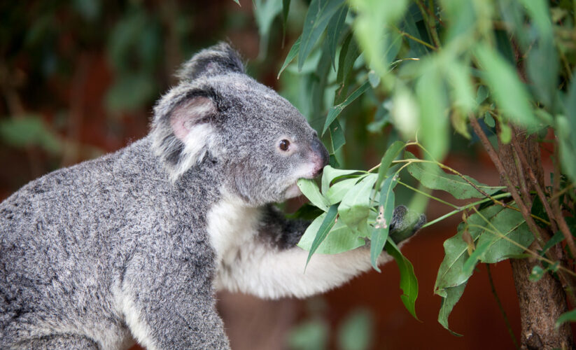 Best 5 Koala Diet Choices to Ensure Their Health in 2025