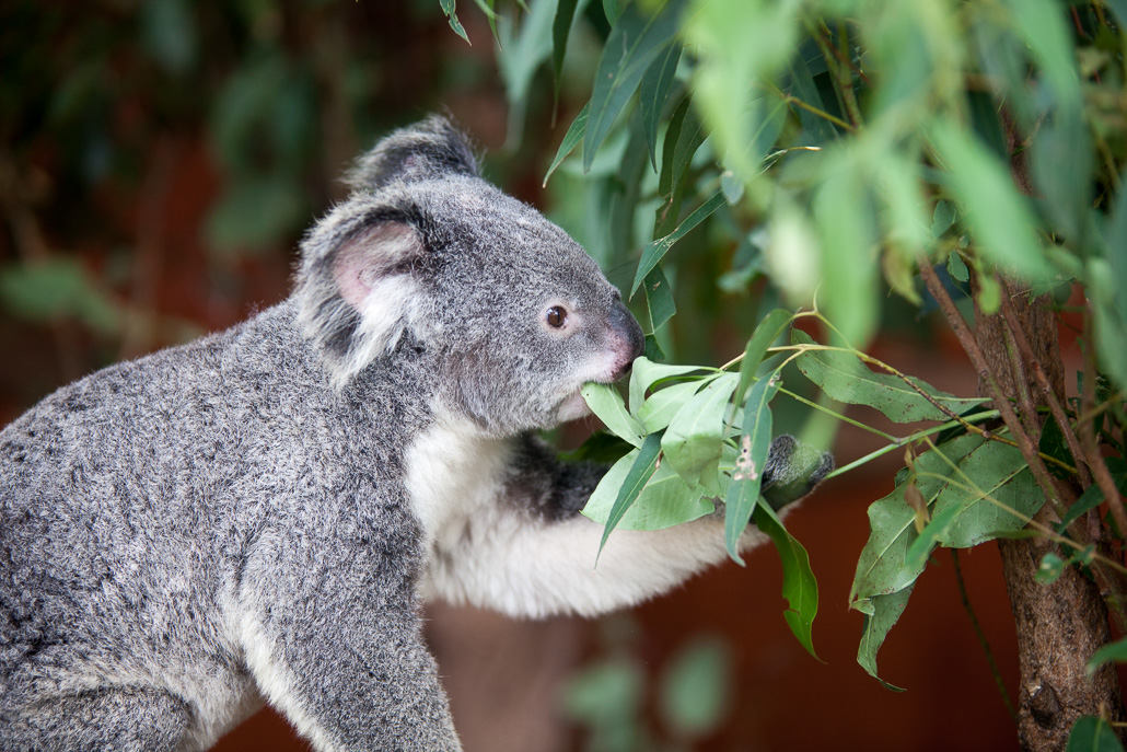 Best 5 Koala Diet Choices to Ensure Their Health in 2025