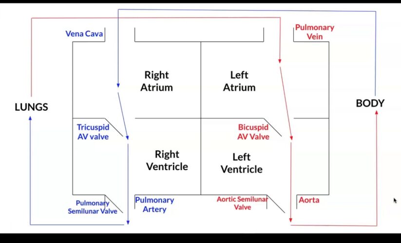 Каковы ваши ожидания по поводу “heart box diagram”? Пожалуйста, уточните, что именно вы хотите знать или какую информацию вам нужно предоставить.