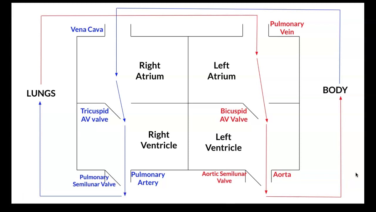 Каковы ваши ожидания по поводу “heart box diagram”? Пожалуйста, уточните, что именно вы хотите знать или какую информацию вам нужно предоставить.