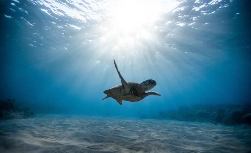 Top 5 Effective Solutions for Understanding Sea Turtle Diet in 2025