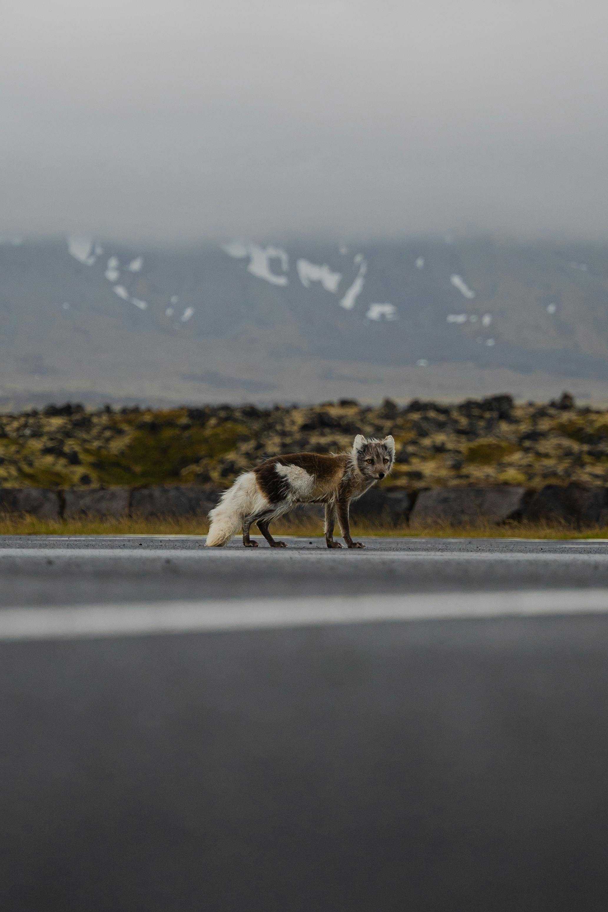 Arctic Fox Diet