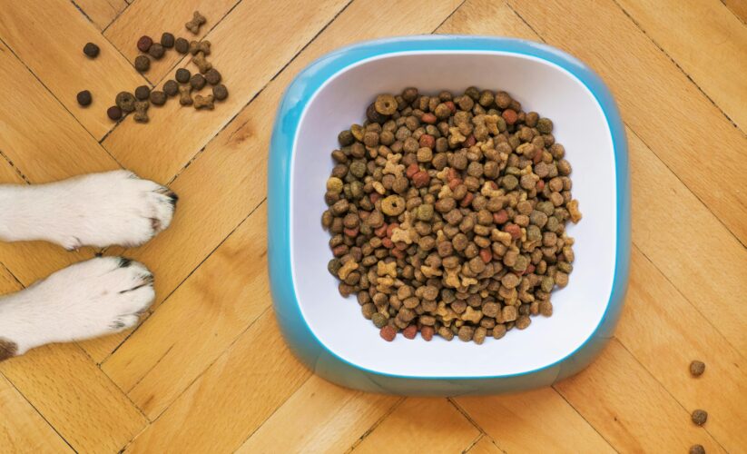 Effective Ways to Improve Your Dog’s Kidney Diet in 2025: Discover Proven Solutions for Healthier Meals!