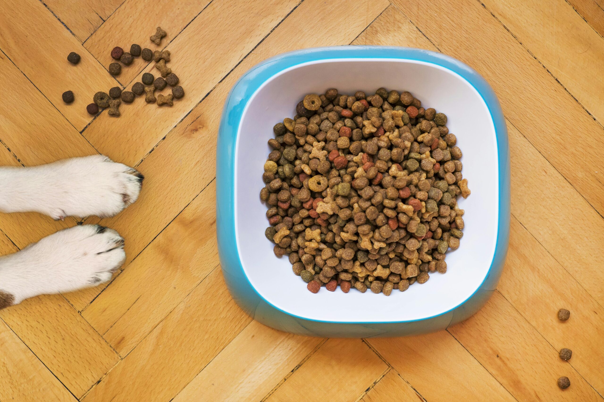 Effective Ways to Improve Your Dog’s Kidney Diet in 2025: Discover Proven Solutions for Healthier Meals!